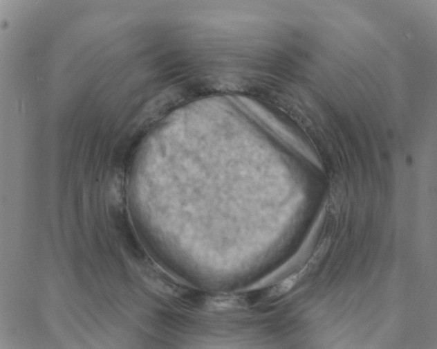 X0000088380175200706121154