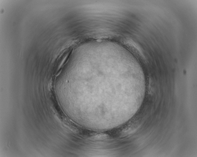 X0000088380210200706121153