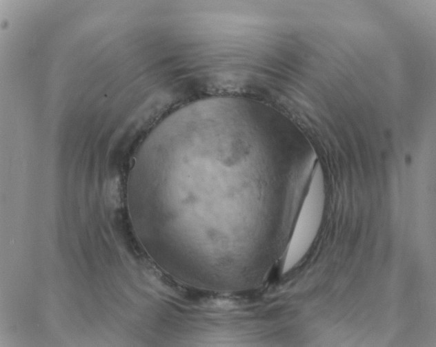 X0000088380224200706121153