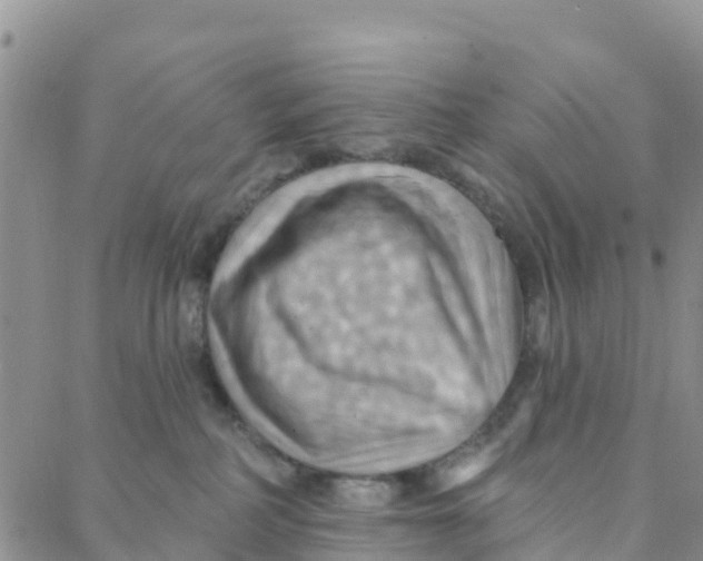 X0000088380234200706121153