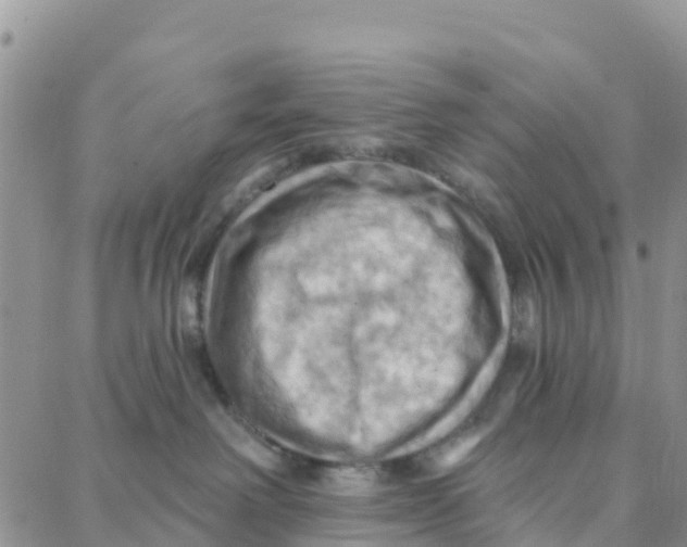 X0000088380238200706121153