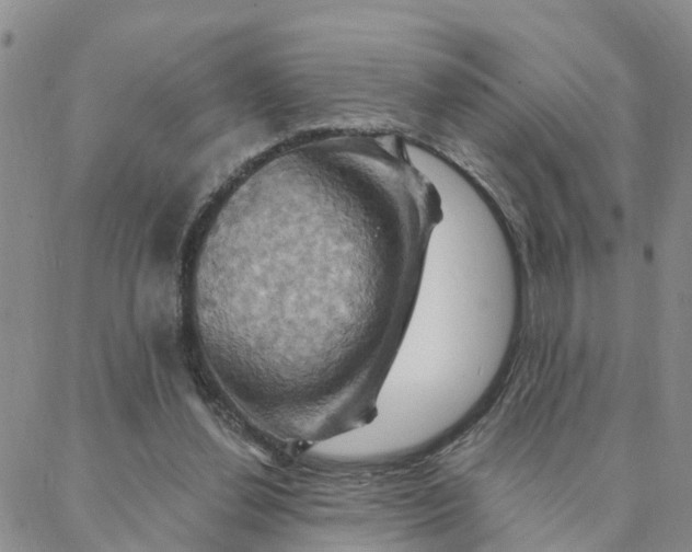 X0000088380252200706121152