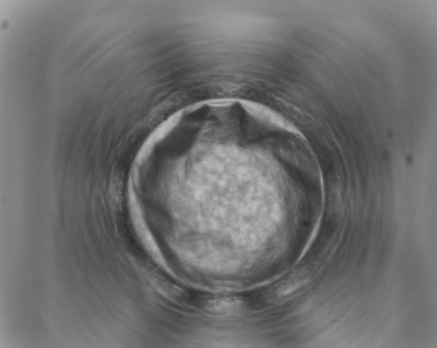 X0000088380274200706121152