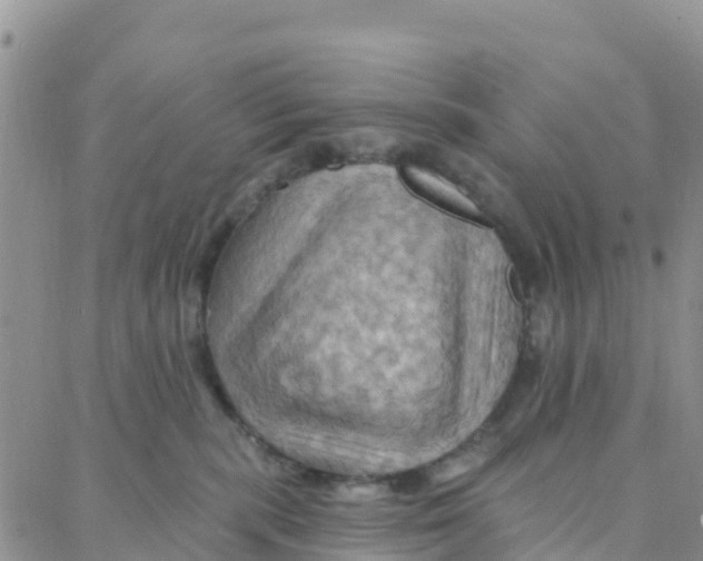 X0000088380283200706121153