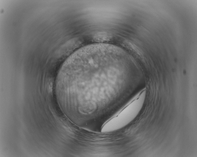 X0000088380315200706121151