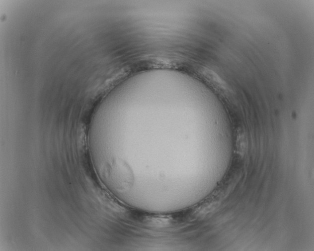 X0000088380318200706121151