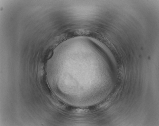 X0000088380323200706121151