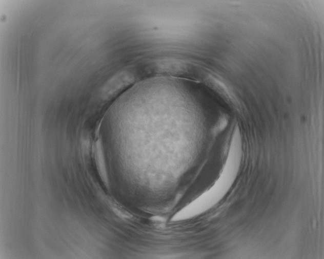 X0000088380333200706121151