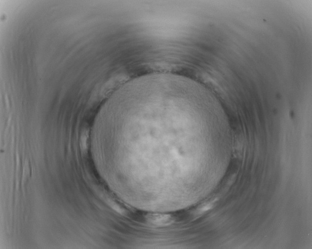 X0000088380334200706121151