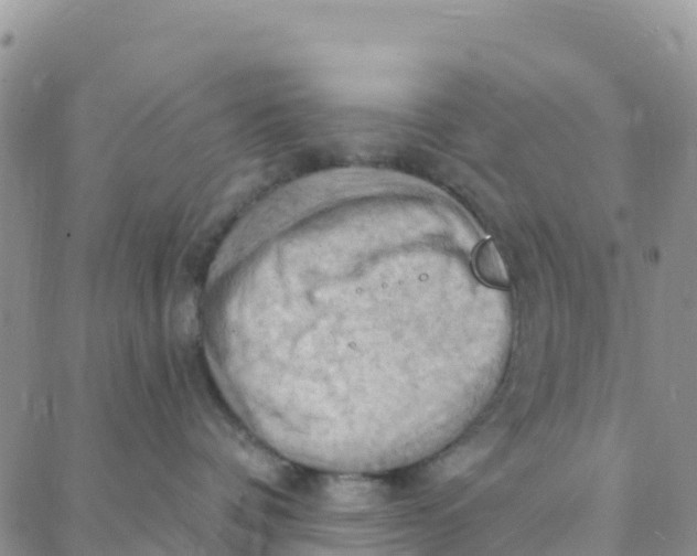 X0000088380336200706121151