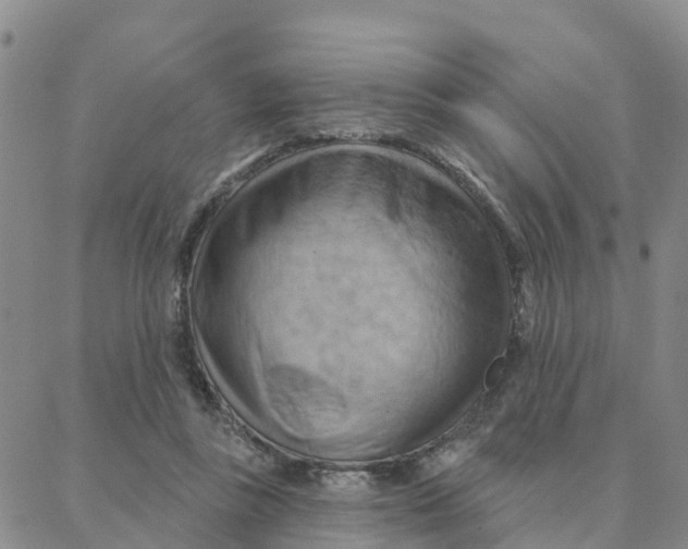 X0000088380355200706121151