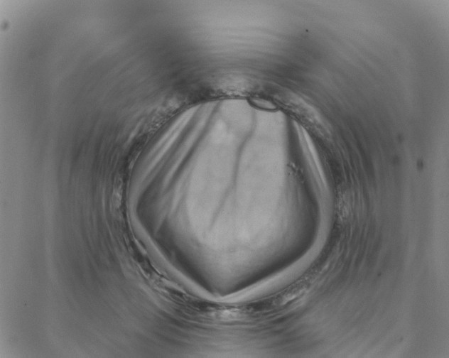 X0000088380365200706121151