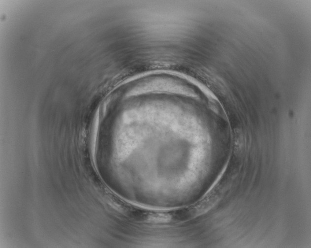 X0000088380369200706121151