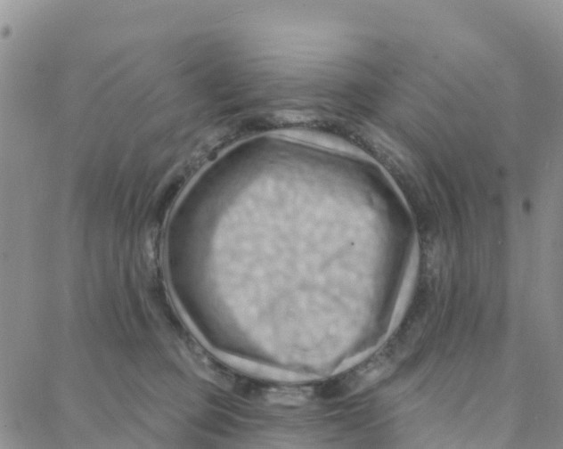 X0000088380373200706121151