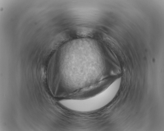 X0000088380420200706121150