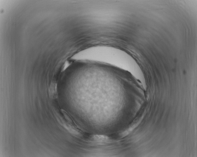 X0000088380429200706121150