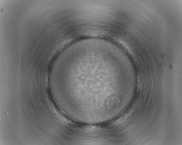 X0000088380453200706121149