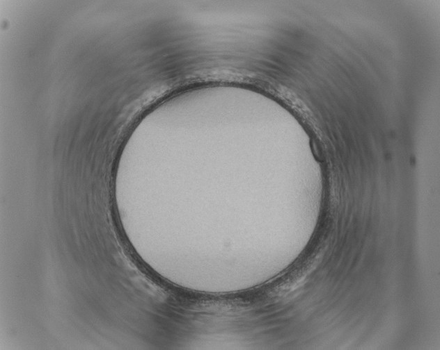 X0000088380625200706121146