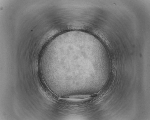 X0000088380631200706121146