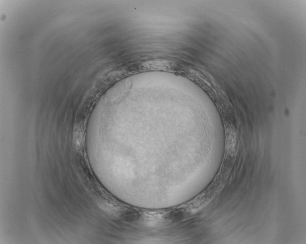 X0000088380701200706121145