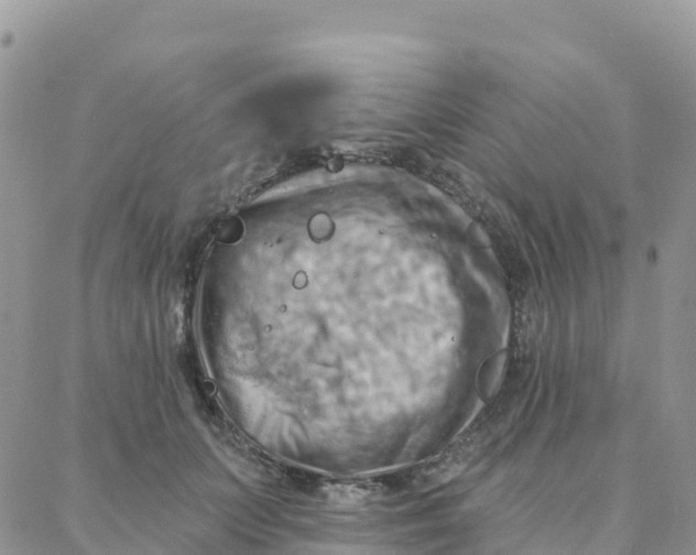 X0000088380703200706121145