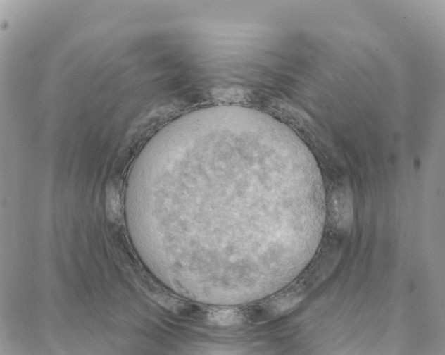 X0000088380705200706121145