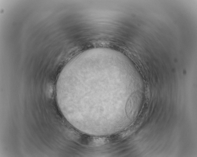 X0000088380709200706121145