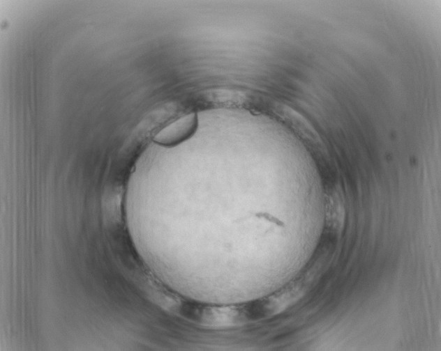 X0000088380717200706121145