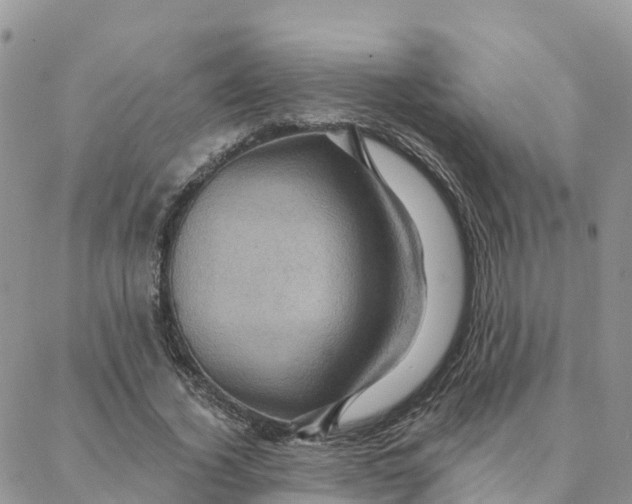 X0000088380732200706121144