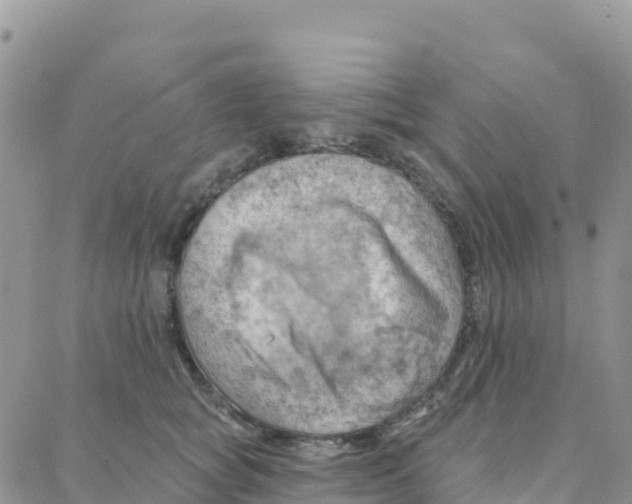 X0000088380757200706121145