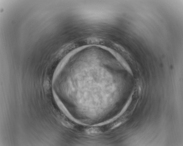 X0000088380761200706121145