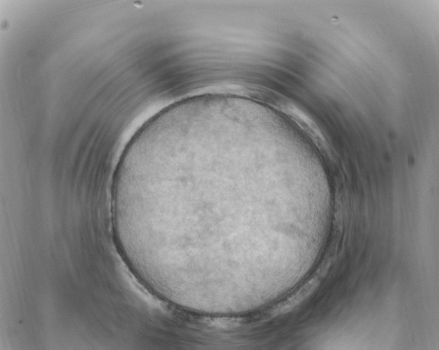 X0000088380808200706121143