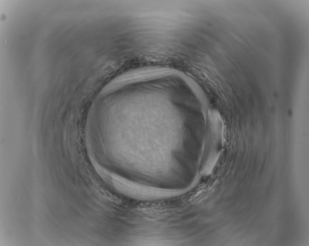 X0000088380817200706121142