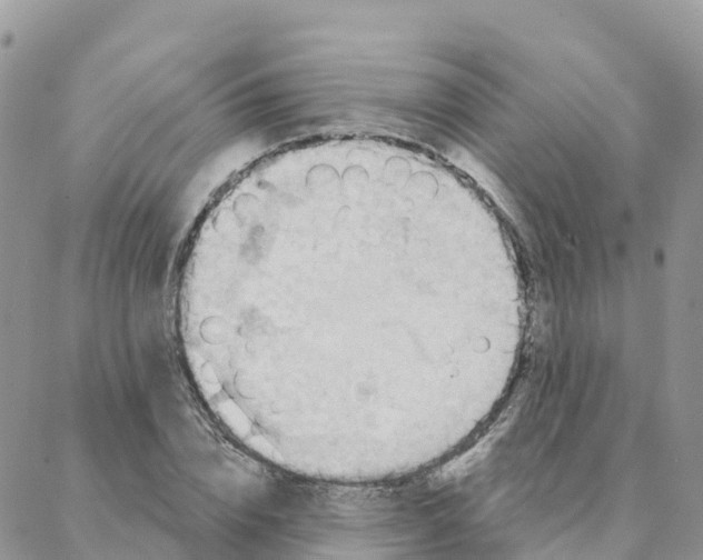 X0000088380832200706121143