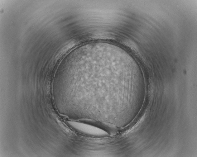 X0000088380833200706121143