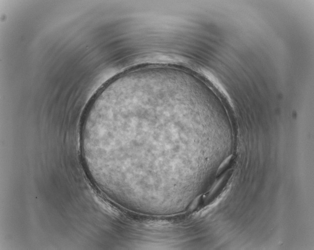 X0000088380837200706121143