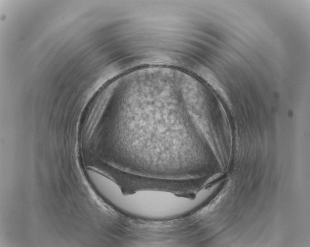 X0000088380845200706121143