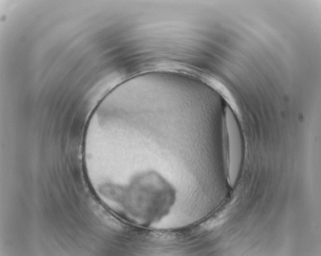 X0000088380954200706121142