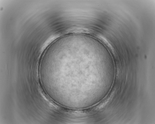 X0000088380986200706121140