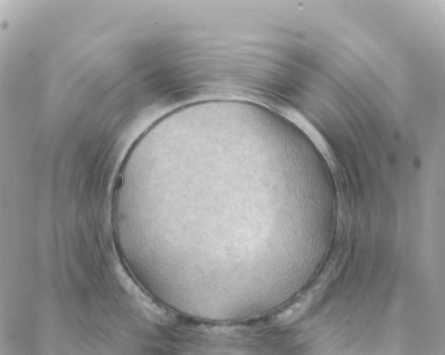 X0000088381004200706121140