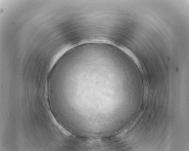 X0000088381006200706121140