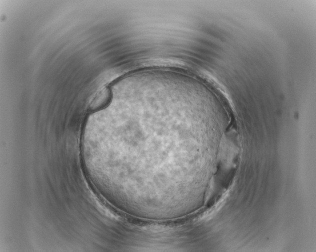 X0000088381033200706121140