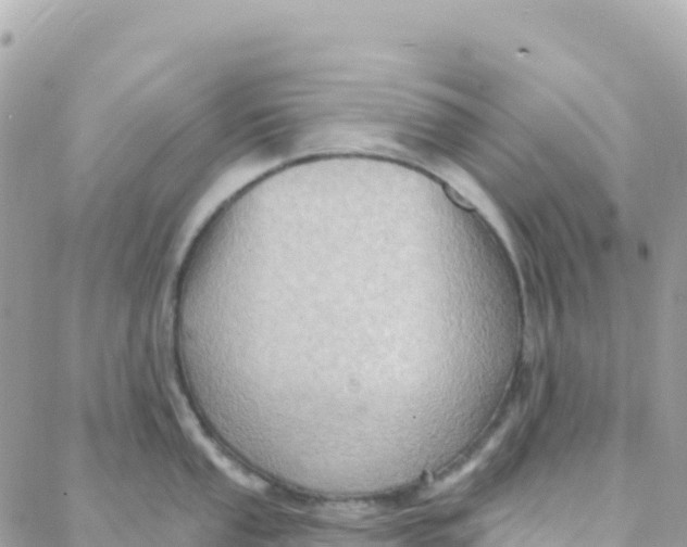 X0000088381053200706121140