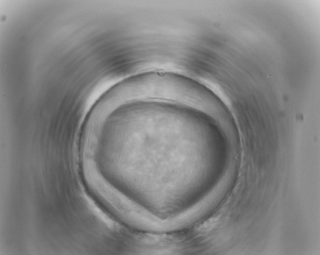 X0000088381056200706121140