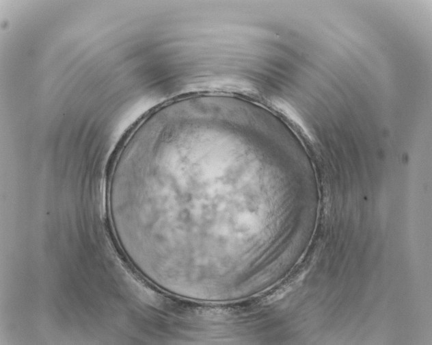 X0000088381079200706121139