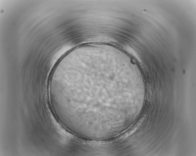 X0000088381087200706121139