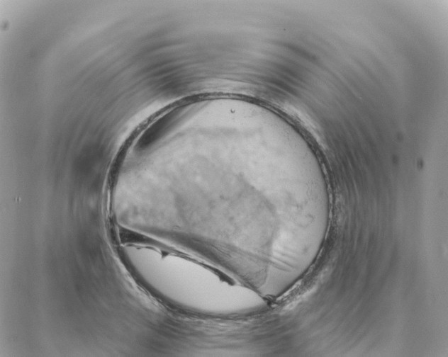 X0000088381125200706121138