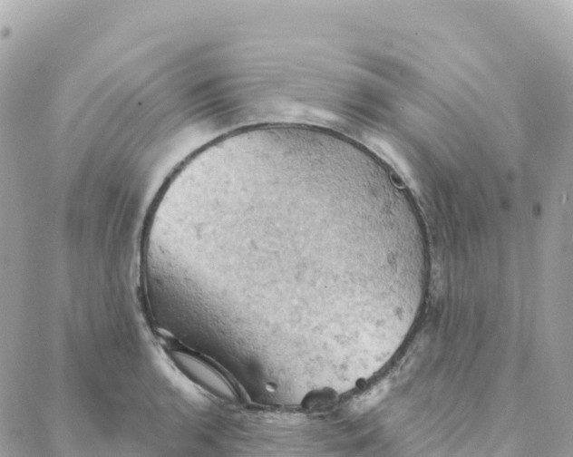 X0000088381136200706121138