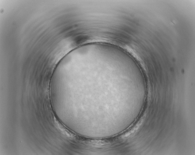 X0000088381137200706121138