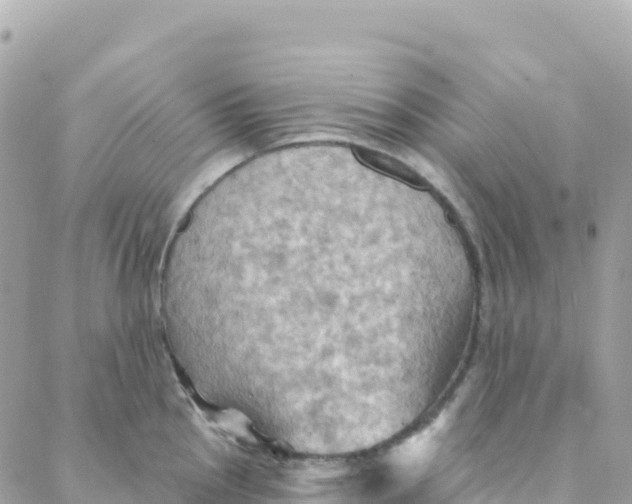 X0000088381145200706121138